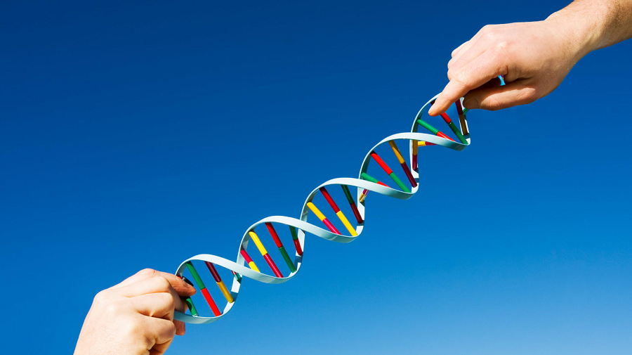 Know about your MTHFR gene and its mutations